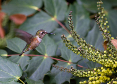Rufous hummingbird-3437.jpg