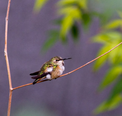 Rufous hummingbird-3414.jpg