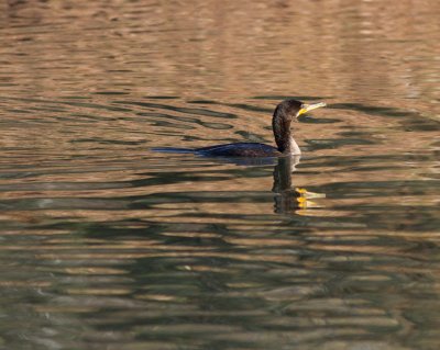 dc cormorant-3246.jpg