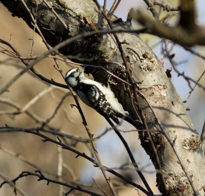 downy woodpecker-3295.jpg