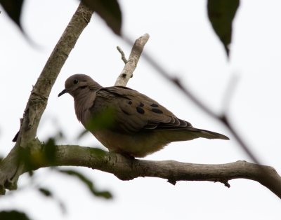 6-Ecuadorian ground dove (in Quito)-5931.jpg