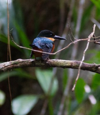 Birding at Sacha  Lodge, Ecuadorian Amazon  2012