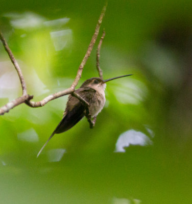 9 Straight-billed Hermit-6715.jpg