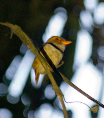 11 Collared Puffbird-6740.jpg