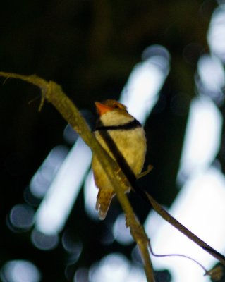 11 Collared Puffbird-6745.jpg