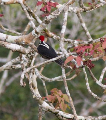 12 Crimson-crested Woodpecker-6426.jpg