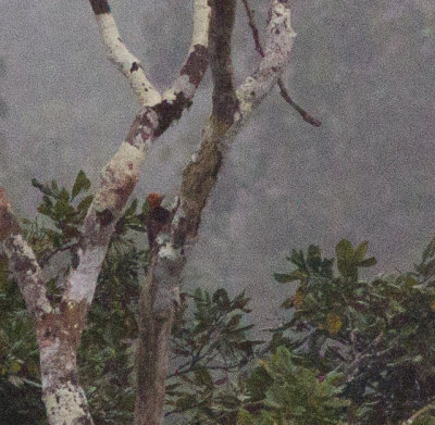 19- Chestnut woodpecker --6155.jpg