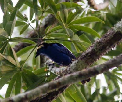 23 Opal-crowned Tanager-6835.jpg