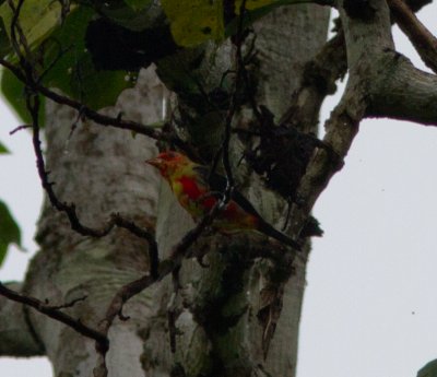 24 Scarlet Tanager (molting)-6670.jpg