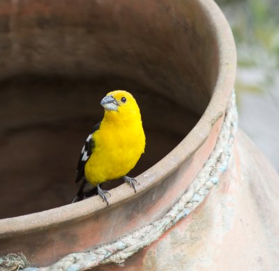 25- Southern Yellow-grosbeak (Equator Park)-5952.jpg