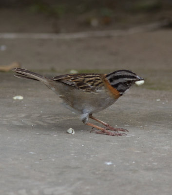 25-Rufous collared sparrow (at Equator park)-5938.jpg