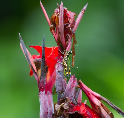 50 Green bug, red flower-6663.jpg