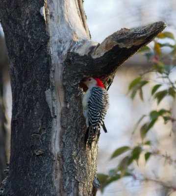 rb woodpecker (cavity)-7860.jpg