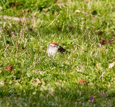 chipping sparrow-8628.jpg