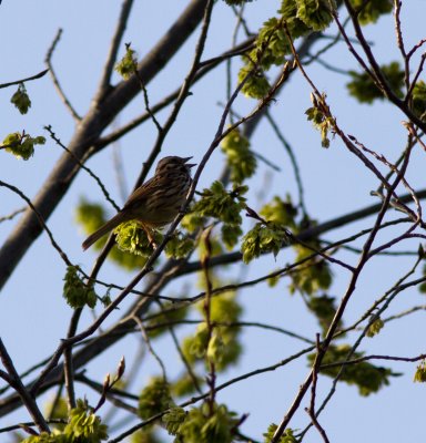 song sparrow-8785.jpg