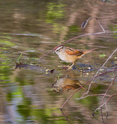 swamp sparrow-8951.jpg