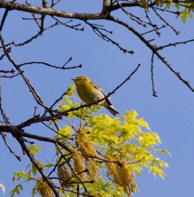 pine warbler-9189.jpg