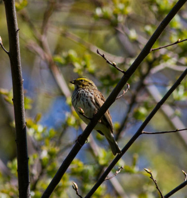 savannah sparrow-9051.jpg