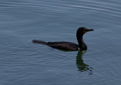dc cormorant-9960.jpg