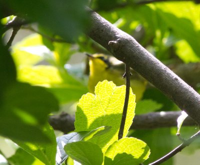 kentucky warbler (blurred)-9948.jpg
