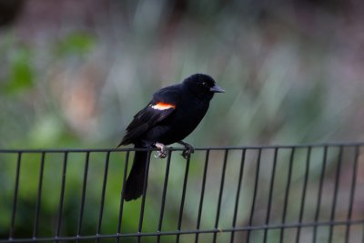 red-winged blackbird-9774.jpg