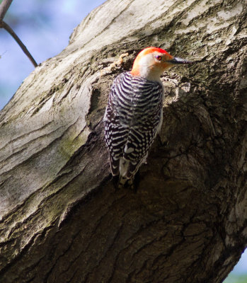 red-bellied woodpecker-9420.jpg