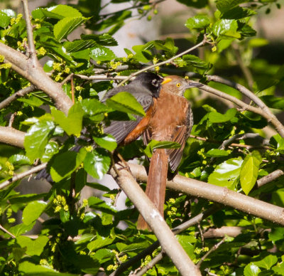 brown thrasher  robin-0420.jpg