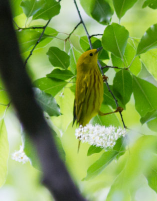 yellow warbler-1356.jpg
