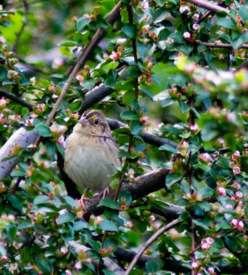 grasshopper sparrow-1403.jpg