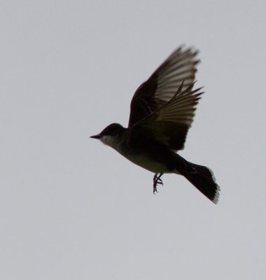eastern kingbird-2143.jpg