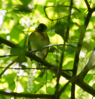 bay-breasted warbler-2980.jpg