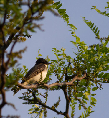 eastern kingbird-3477.jpg