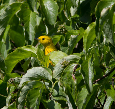 Yellow warbler-4170.jpg