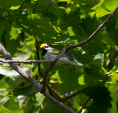 Golden winged warbler-4180.jpg