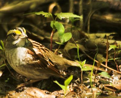 awhtthrsp_5612-01.jpg