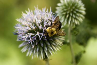bee_0730.jpg