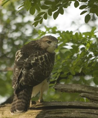 bfledge_0359.jpg