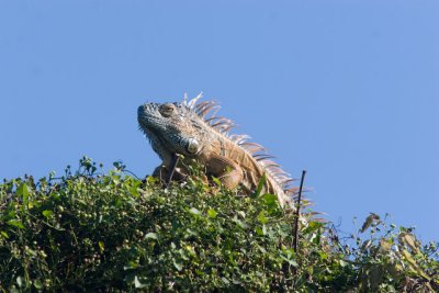 green iguana -3216.jpg