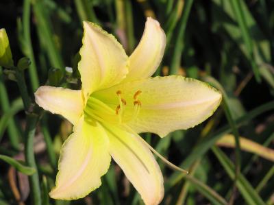 Yellow Flower