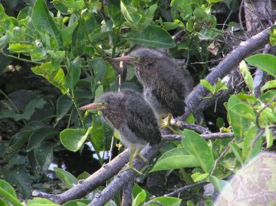 Green Heron Babes