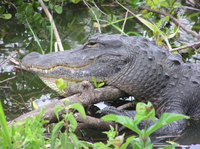 Gator