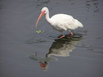 Ibis