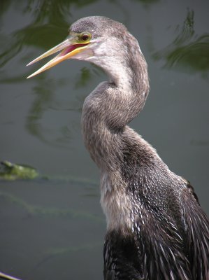 Anihingas & Cormorants