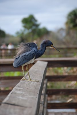 Egrets, Herons, Ibis