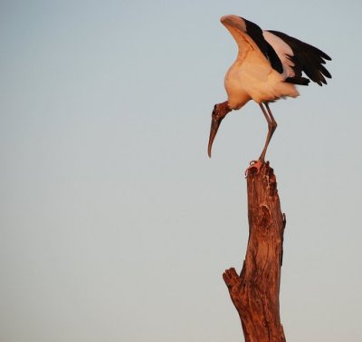 Various Birds