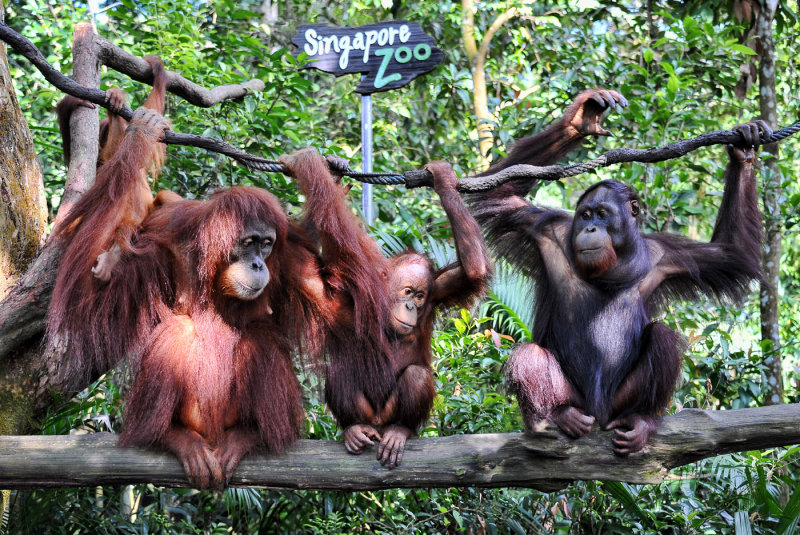 Orang Utans (Singapore Zoo)