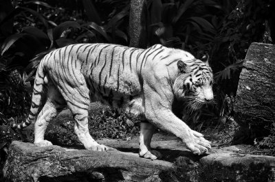 White Tiger (Singapore Zoo)