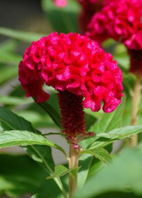 g4/25/480025/3/59554795.CockCombPlant.jpg
