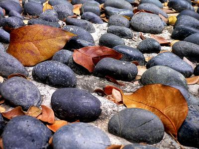 g4/25/480025/3/59801595.LeavesandPebbles.jpg