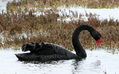 Black Swan S001.jpg